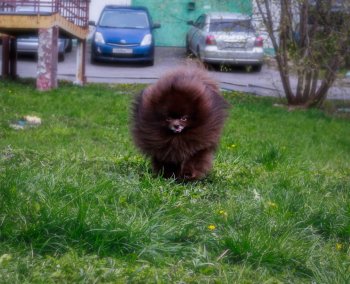 Светозар Чак Гамильтон