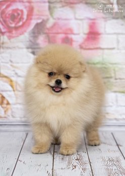 Уникальная Бэлла Эприл Сноу
