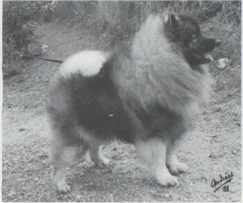 Repeta's Dusty