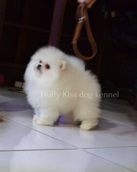 Mayron Fluffy Kiss