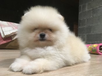 Пата Де Оро Чеширский Кот
