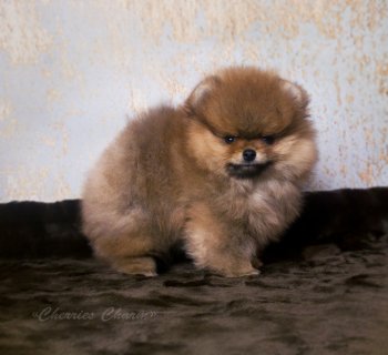 Черрис Чарм Тик Ток