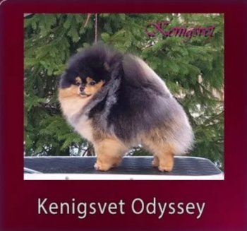 Кенигсвет Одиссей