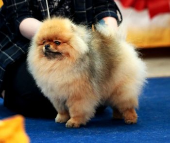 Королевский Шик Симба