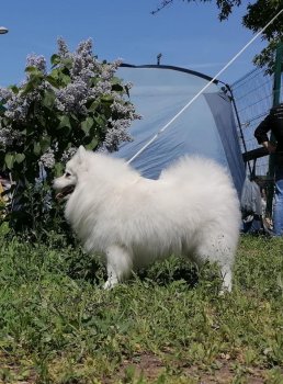 Мия Лав Симфони