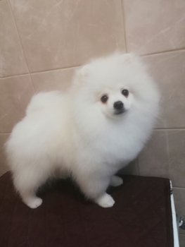 Чилли Вайт Оф Чиао Ли Я