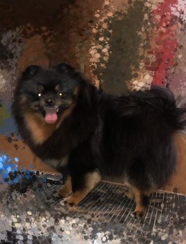 Царица Ночи Рона