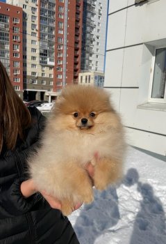 Еммили Голд Даймонд
