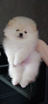 Макс Лорд Оф Зе Сан