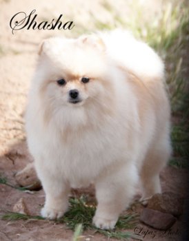 Shasha Of Shiloh