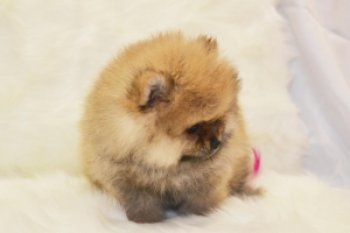 Чарующий Самоцвет