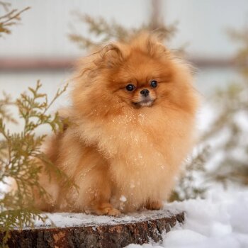 Лу Ви Лор Кристал