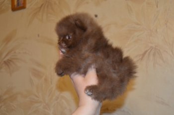 Эльдорадо Пати Бой