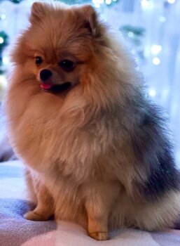 Heidi My Gold Star
