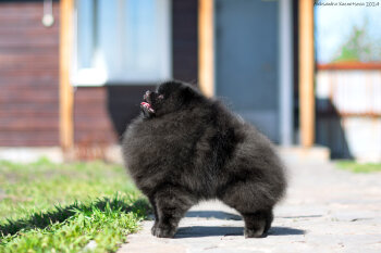 Беллиссимо Стар Тор Шик Шоу