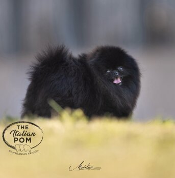 The Italian Pom Royal Star