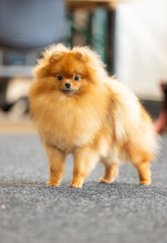 Timeless Poms Quite Sweet Like Candy