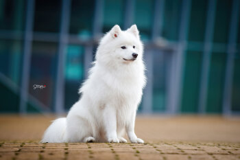 Aslan Bella Neve