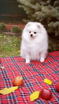 Мия Дикая Орхидея
