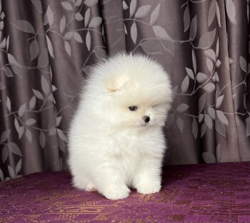 Олмикс Лайн Чойзен Лалик