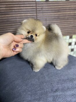 Пом На Миллион Честер