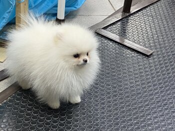 Пом На Миллион Холли