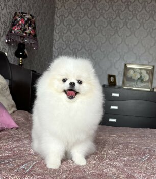 Олмикс Лайн Чойзен Лалик