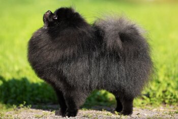 Аксель