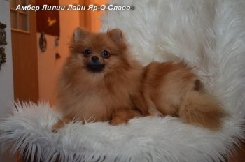 Амбер Лилии Лайн Яр-О-Слава