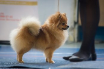 Улыбка Фортуны