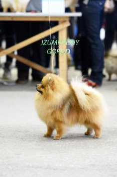 Изумрудный Город Хейл