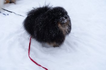 Ту-Жур Лямур Дусинда Бьер
