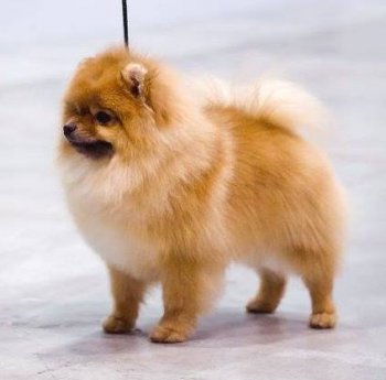 Ю Рич