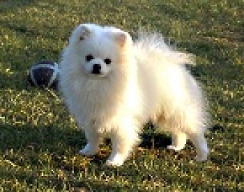 Pombredenproc's White Tolife