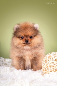 Игра Без Правил