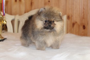 Олмикс Лайн Версаль