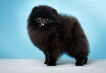 Мистерия Дель Эсто Эффенди