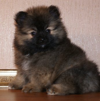 Алмазный Источник Янтарный Соболёк