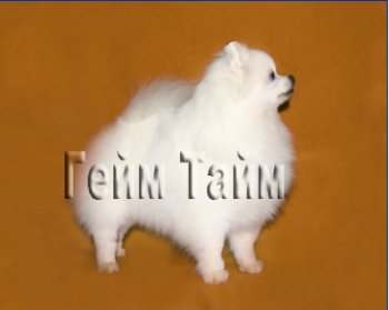 Альто'з Хауз Джиозетта