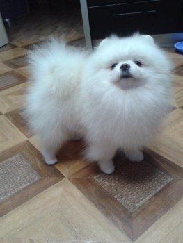 Casper Of True Victoria