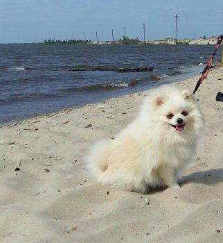 Очаровашка Королей