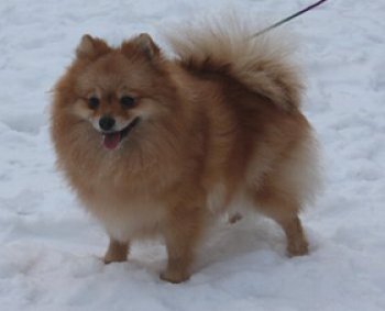 Веселый Гном Сударушка