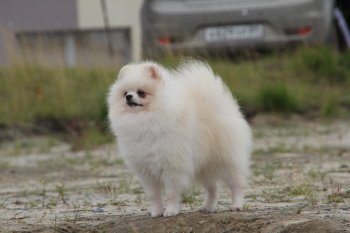 Айс Пом Жан Жак