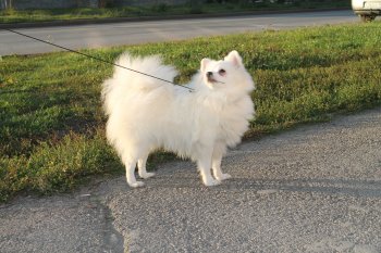 Каролина