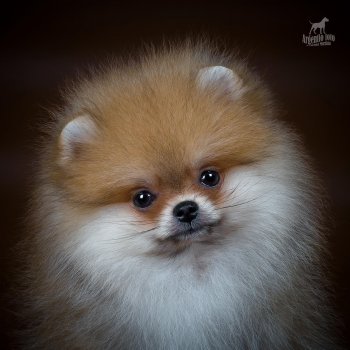 Арт Коллекшн  Лакшери Харизма