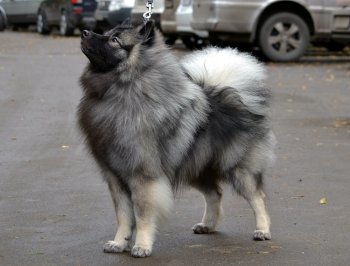 Хамеша Стар Джилли