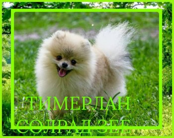 Timerlan Solrad See