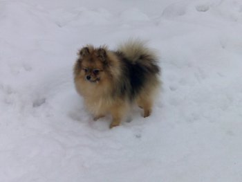 Эдисон Альва Изобритательный Шалун