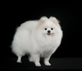 New's Pomeranian Ruby