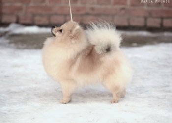 Алми Юрнис Царина